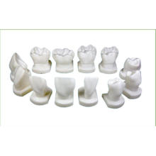 TM-D14 Teeth Form Model for Dental Teachjing